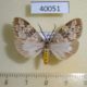 40051p-Arctiidae-Galtara-convergens-Uganda-10
