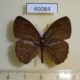 40084p-Satyridae-Bicyclus-moyses-Uganda-3