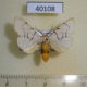 40108p-Arctiidae-Spilosoma-curvilinea-Uganda-20