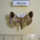 40114p-Pyralidae-Zitha-sp.-Uganda-5