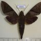 40205p-Sphingidae-Nephele-aequivalens-Uganda-20