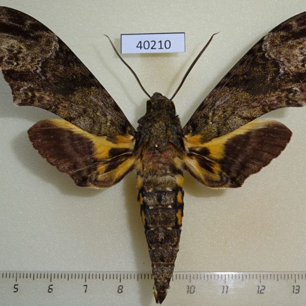 Sphingidae Coelonia fulvinotata Uganda