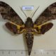 40210p-Sphingidae-Coelonia-fulvinotata-Uganda-15