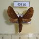 40310p-Arctiidae-Rhabdomarctia-bipartita-Uganda-8