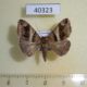 40323p-Noctuidae-Dysgonia-derogans-Uganda-12