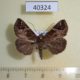 40324p-Noctuidae-Hypena-leucosticta-Uganda-7