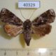 40329p-Noctuidae-Corythurus-nocturnus-f-Vietnam-7