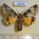 40336p-Noctuidae-Anepholcia-pygaria-Vietnam-10