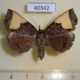 40342p-Noctuidae-Ochrotrigona-triangulifera-f-Vietnam-6