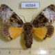 40364p-Noctuidae-Anepholcia-pygaria-f-Vietnam-15