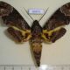 40471p-Sphingidae-Coelonia-fulvinotata-Madagascar-10