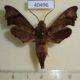 40496p-Sphingidae-Temnora-palpalis-Madagascar-15