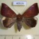 40519p-Noctuidae-Achaea-stumpffii-f-Madagascar-15