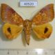 40520p-Noctuidae-Achaea-klugii-Madagascar-10