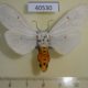 40530p-Arctiidae-Detoulgoetia-aspersa-Madagascar-9