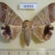 40555p-Noctuidae-Achaea-orthogramma-Madagascar-17