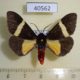 40562p-Arctiidae-Fodinoidea-rectifascia-Madagascar-12