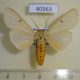 40563p-Arctiidae-Madagascarctia-cellularis-Madagascar-10