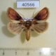 40566p Noctuidae Madacontia gloriosa f Madagascar $15