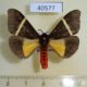 40577p-Arctiidae-Fodinoidea-rectifascia-Madagascar-9