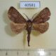 40581p Notodontiidae Clostera albidilinea Madagascar $7