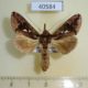 40584p-Noctuidae-Plusiopalpa-thaumasia-Madagascar-9