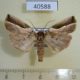 40588p-Noctuidae-Maliattha-pratti-Madagascar-10