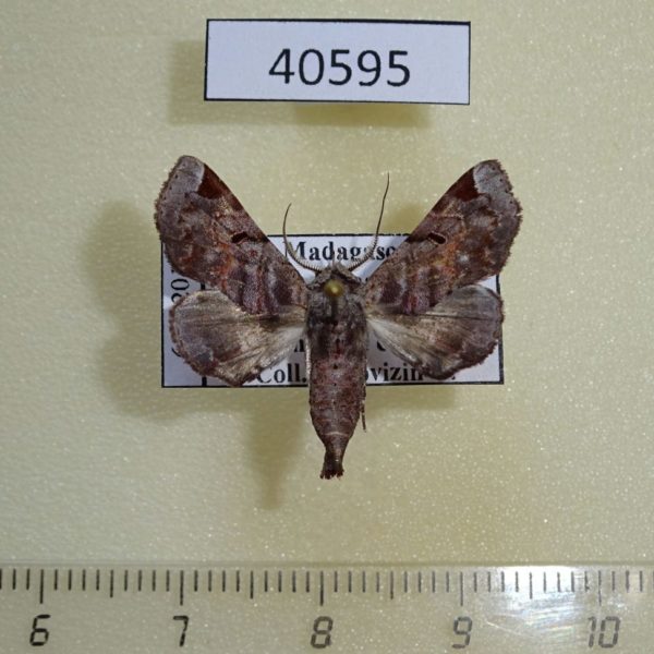 Euteliidae Eutelia occidentalis Madagascar