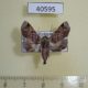 40595p-Euteliidae-Eutelia-occidentalis-Madagascar-12