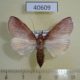 40609p-Crambidae-Dicepolia-marginescriptalis-Madagascar-8