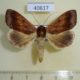 40617p-Noctuidae-Ophiusa-finifascia-Madagascar-9