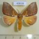 40618p Notodontiidae Pachycispia picta Madagascar $15