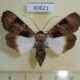 40621p-Noctuidae-Audea-agrotidae-f-Madagascar-10