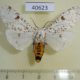 40623p-Arctiidae-Detoulgoetia-aspersa-Madagascar-12