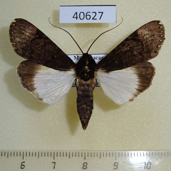 Noctuidae Audea agrotidae Madagascar