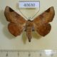 40630p-Noctuidae-Mecodinops-anceps-Madagascar-7