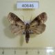 40646p-Noctuidae-Matopo-subarida-Madagascar-7