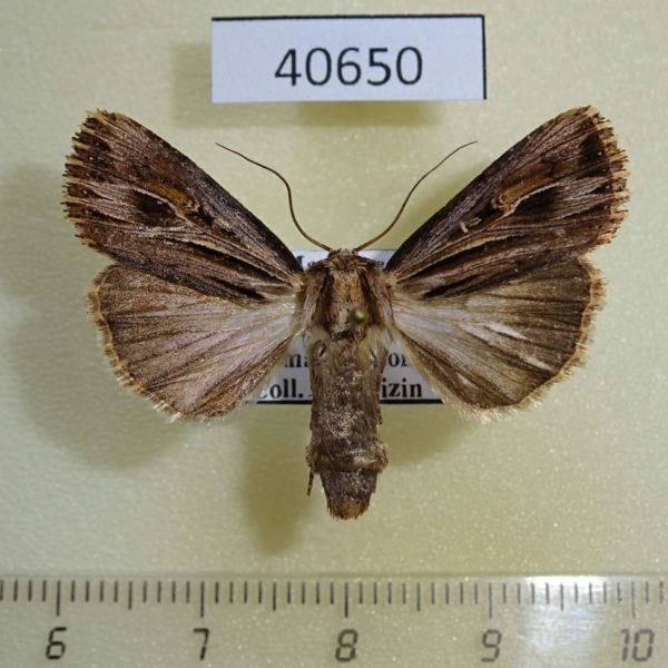 Noctuidae Campydelta stolifera f Madagascar