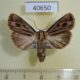 40650p-Noctuidae-Campydelta-stolifera-f-Madagascar-8