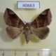 40663p-Noctuidae-Dysgonia-proxima-Madagascar-7