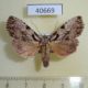 40669p-Noctuidae-Kenrickodes-rubidata-Madagascar-7