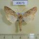 40673p-Noctuidae-Magusa-viettei-Madagscar-6
