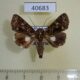 40683p Noctuidae Ecpatia dulcistriga Madagascar $7