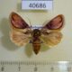 40686p Noctuidae Madacontia gloriosa f Madagascar $15