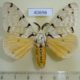 40696p-Lymantridae-Lymantica-velutina-Madagascar-15