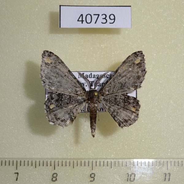 Geometridae Hypomecis coryphocycla Madagascar