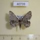 40739p-Geometridae-Hypomecis-coryphocycla-Madagascar-3