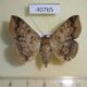 40765p-Noctuidae-Ericeia-congressa-Uganda-6