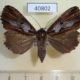 40802p-Noctuidae-Ercheia-subsignata-Uganda-15