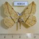 40814p Geometridae Geolyces attesaria Uganda $6